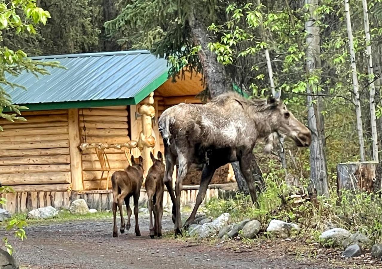 Carlo Creek Cabins Denali Park Eksteriør bilde